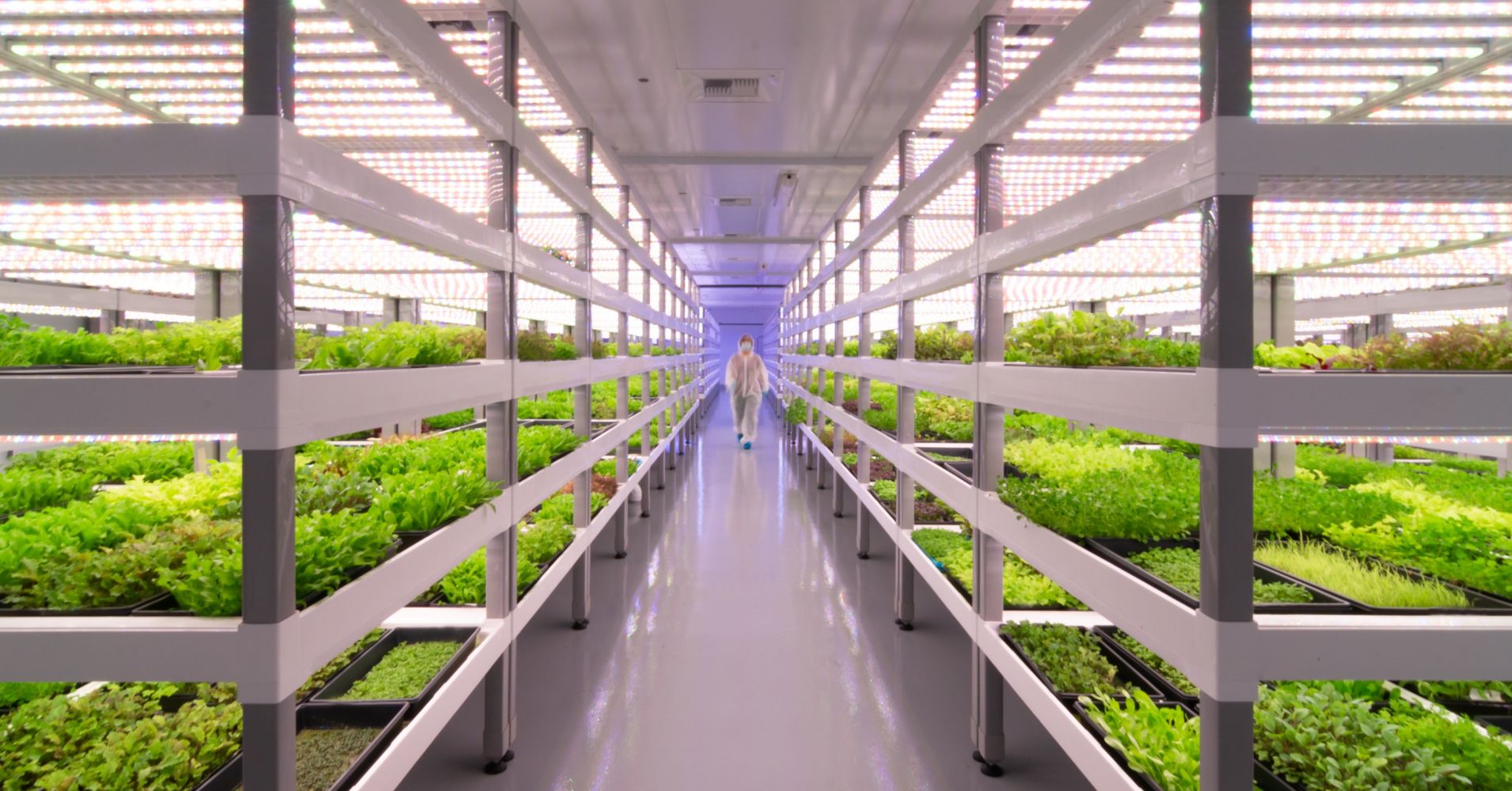 Empty office buildings in the US began to be used as vertical farms
