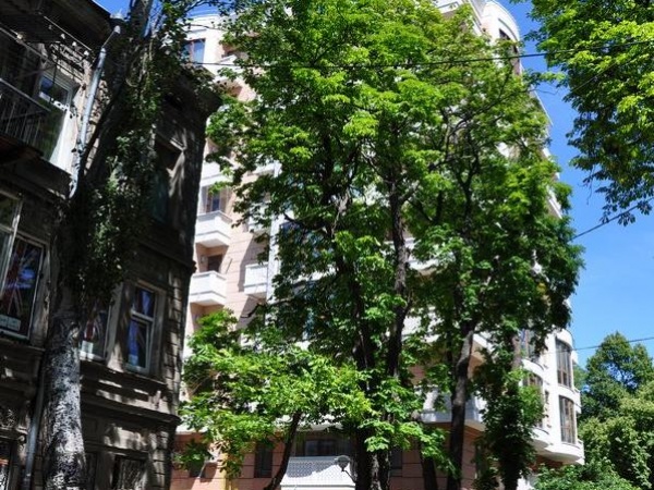 BELAYA ACACIA (White Robinia) Residential Compound