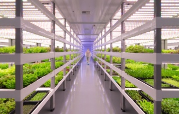 Empty office buildings in the US began to be used as vertical farms